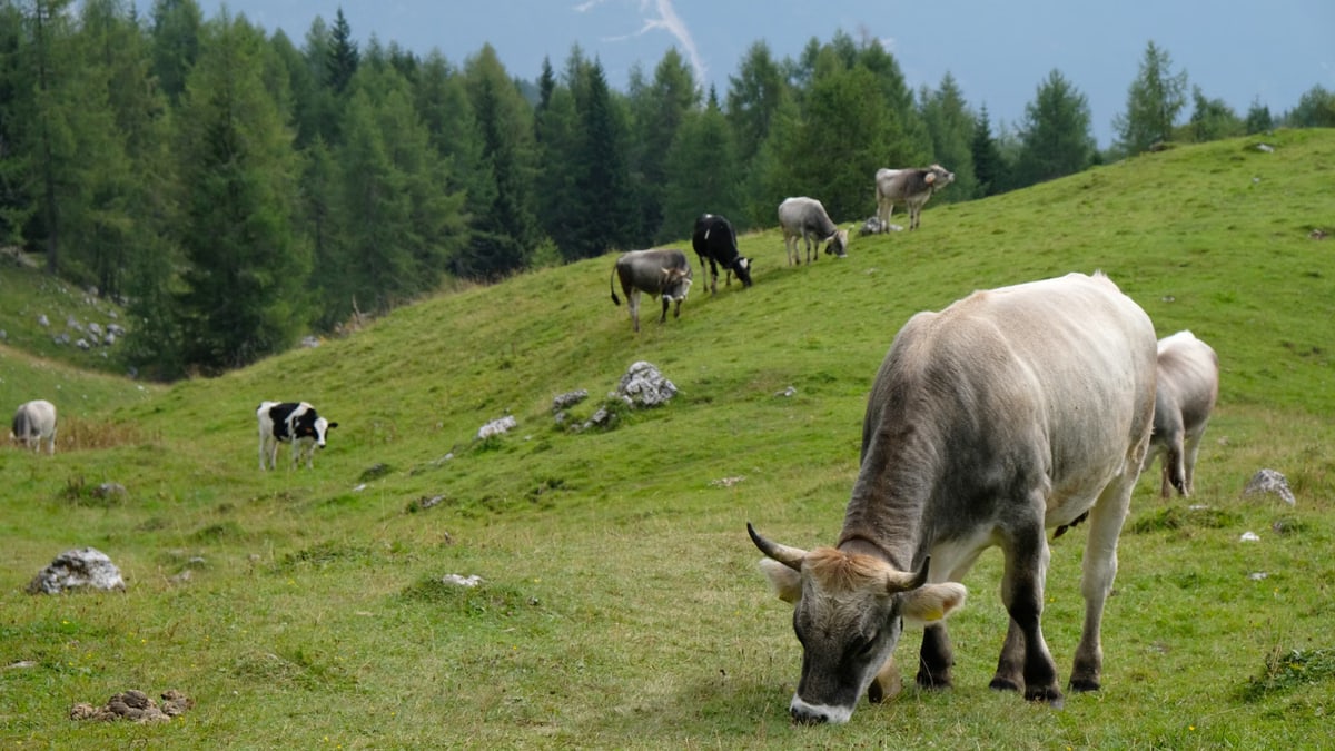 Cows grazing on a lush meadow in the scenic Veneto region mountains under a clear blue sky.